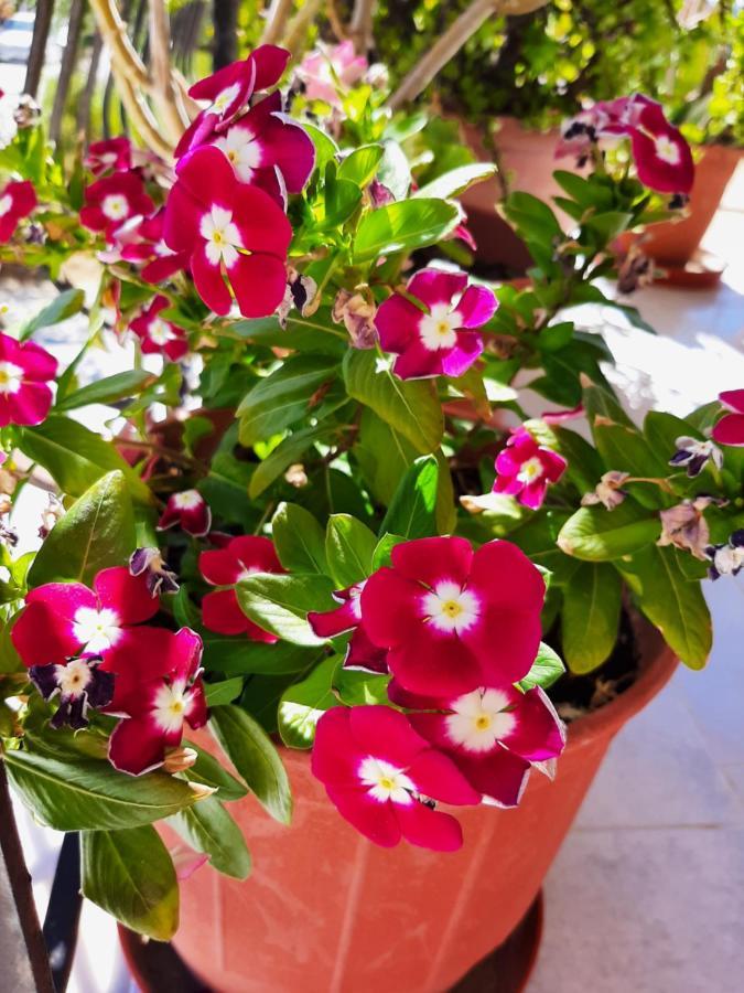 Ammousa Hotel Apartments Lixouri Luaran gambar